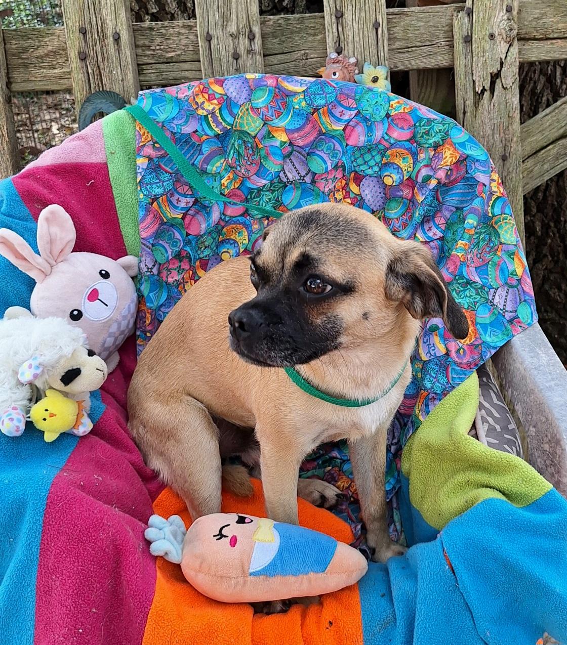 Enlarge Valente MV14281-T  , a Adoptable mixed breed in Marysville, WA image 5/6