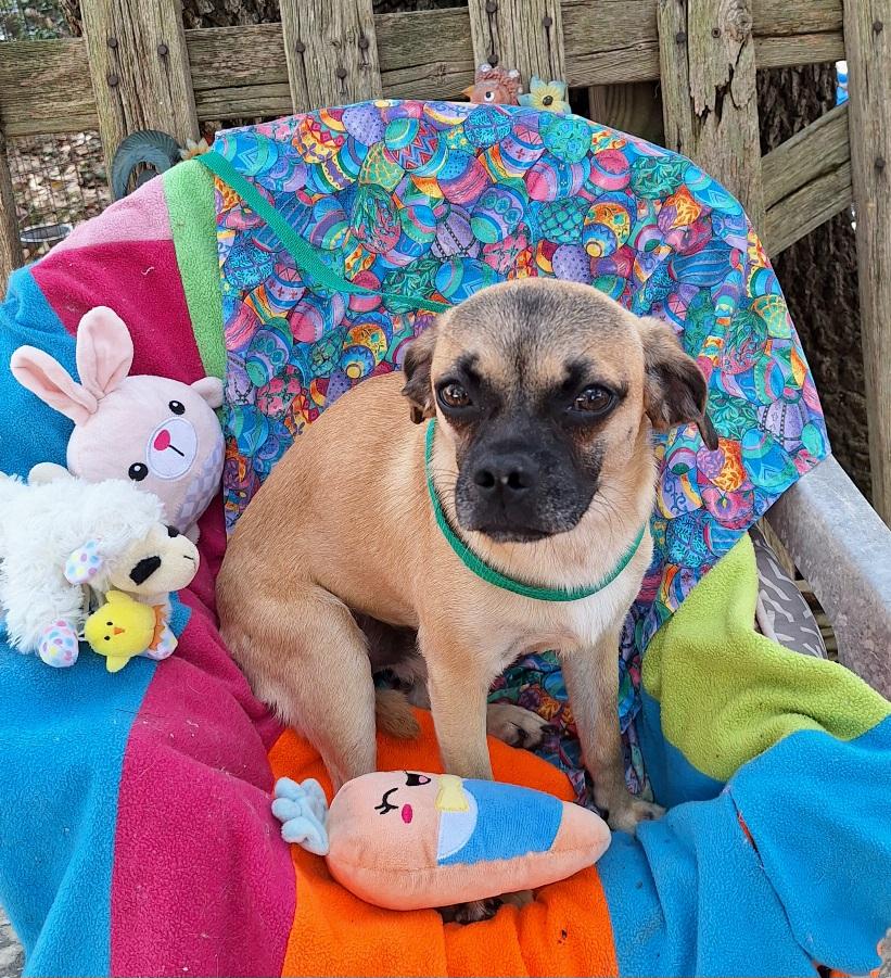 Valente MV14281-T  , Adoptable, Adult Male Pug & Rat Terrier.