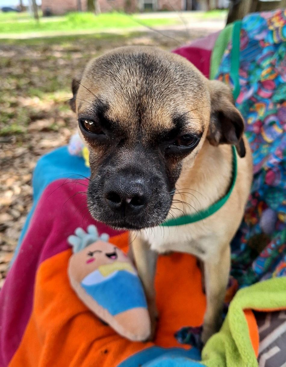 Enlarge Valente MV14281-T  , a Adoptable mixed breed in Marysville, WA image 2/6