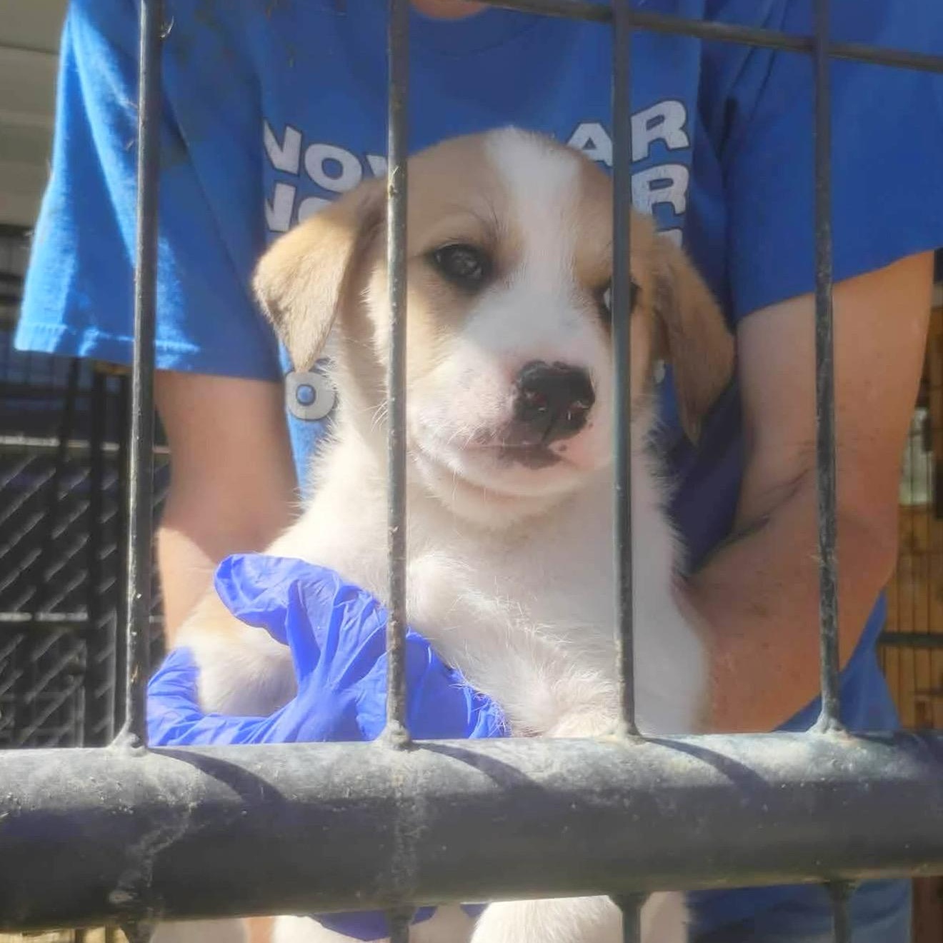 Breeze, ADOPTABLE, Puppy Male Great Pyrenees.