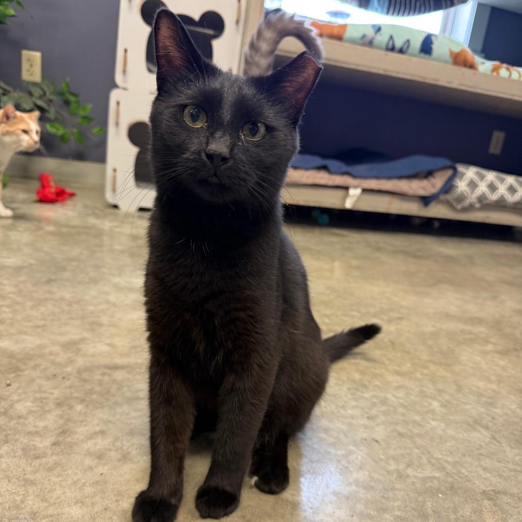 Enlarge Pudge, a Adoptable Domestic Short Hair in Richmond, IN image 1/5
