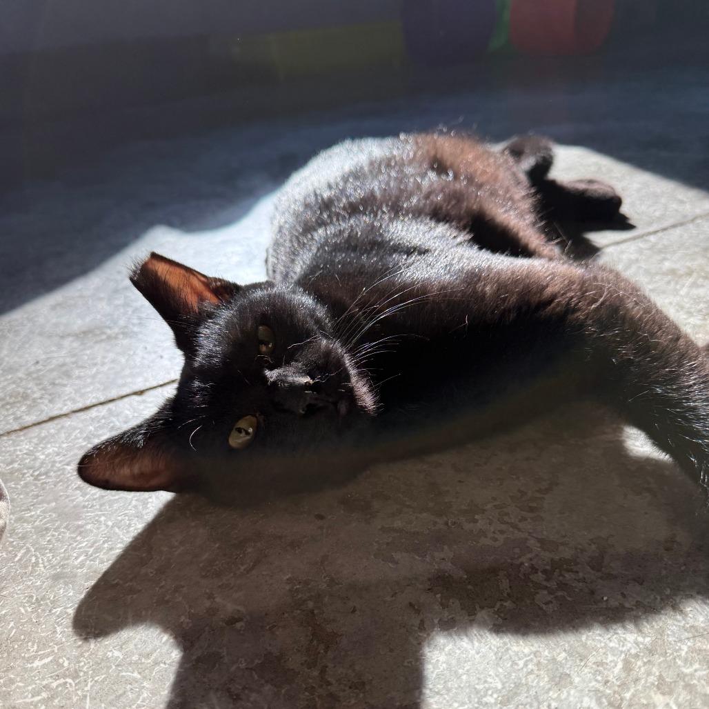 Enlarge Pudge, a Adoptable Domestic Short Hair in Richmond, IN image 2/5