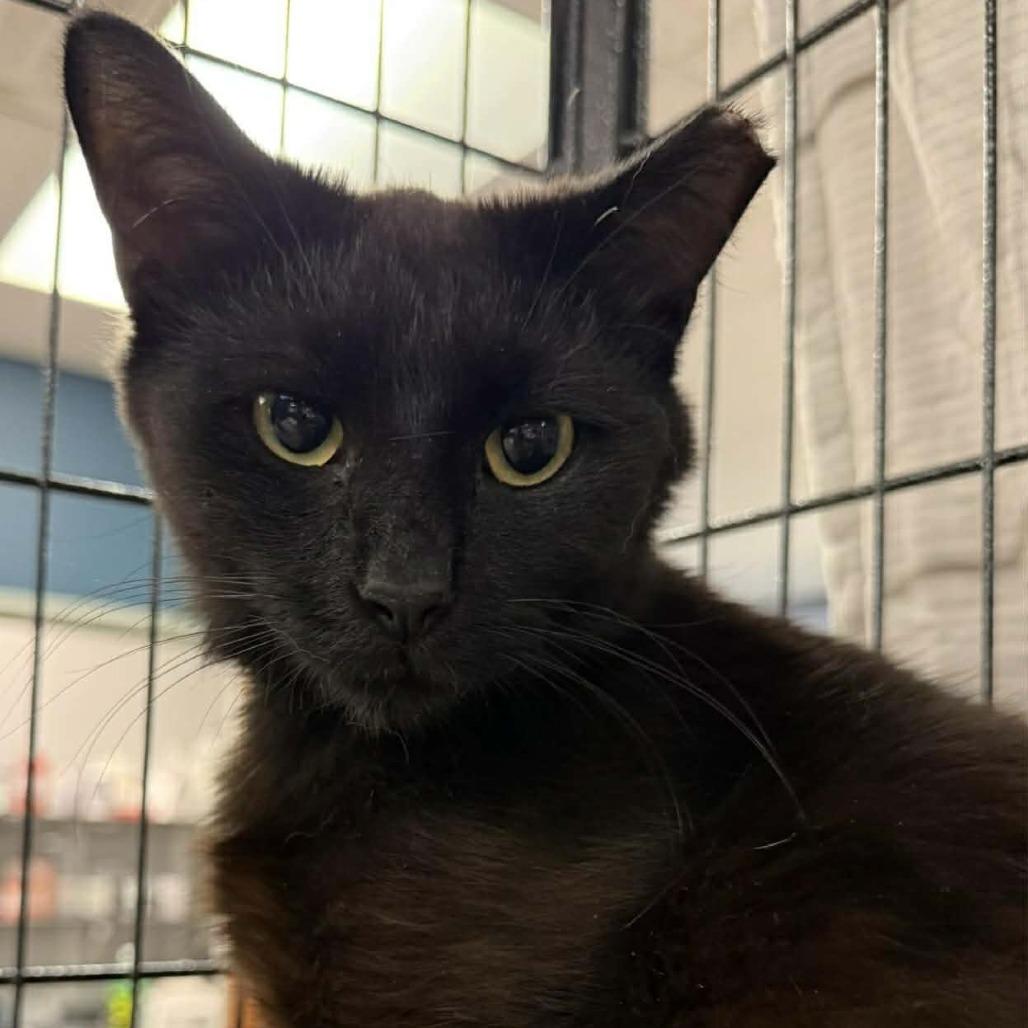Enlarge Pudge, a Adoptable Domestic Short Hair in Richmond, IN image 3/5