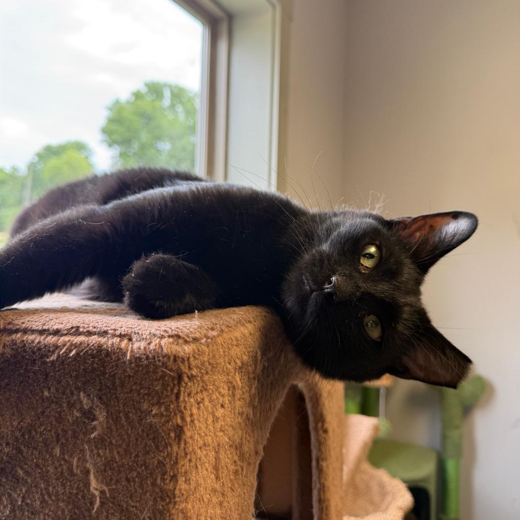 Enlarge Pudge, a Adoptable Domestic Short Hair in Richmond, IN image 5/5
