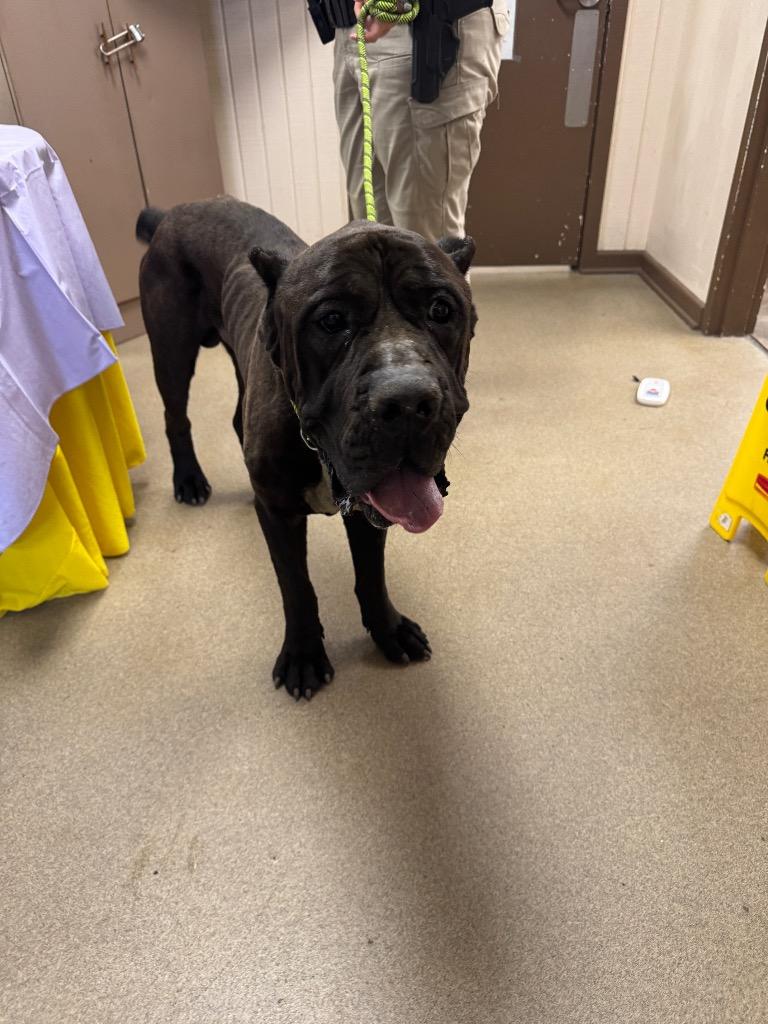 Enlarge Chop, a Adoptable Cane Corso in Springfield, OH image 1/1