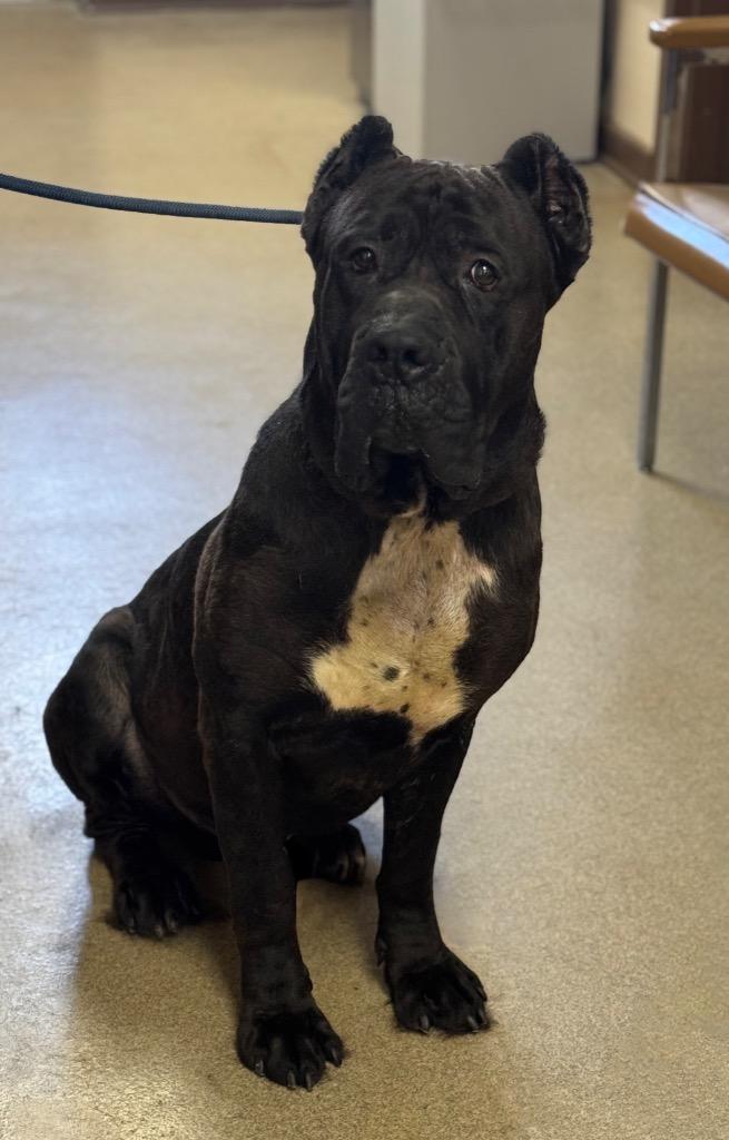 Chop, a Adoptable Cane Corso in Springfield, OH image 2/2