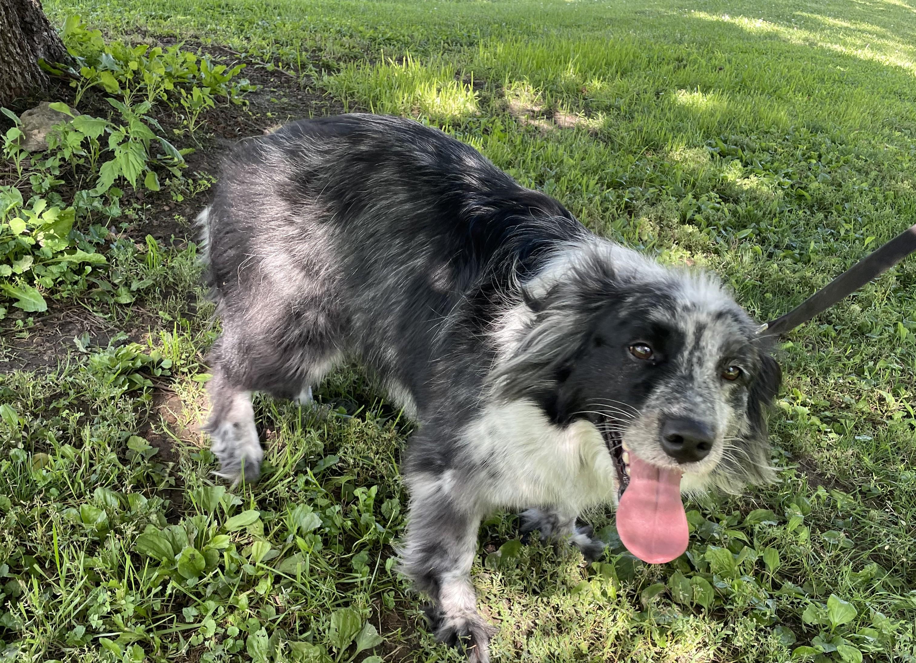 Cassie, Adoptable, Young Female Australian Cattle Dog / Blue Heeler.