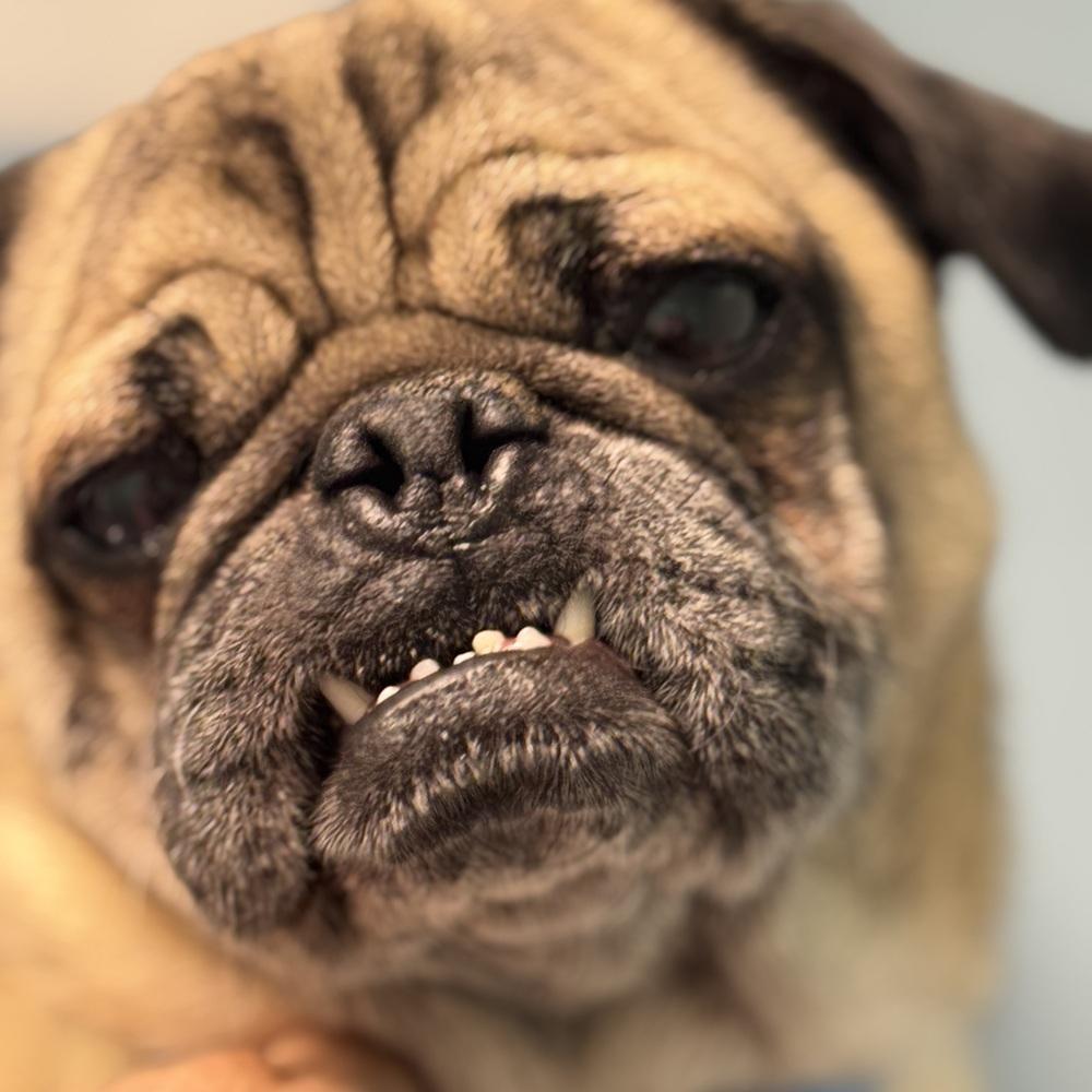 LEO, Adoptable, Adult Male Pug.