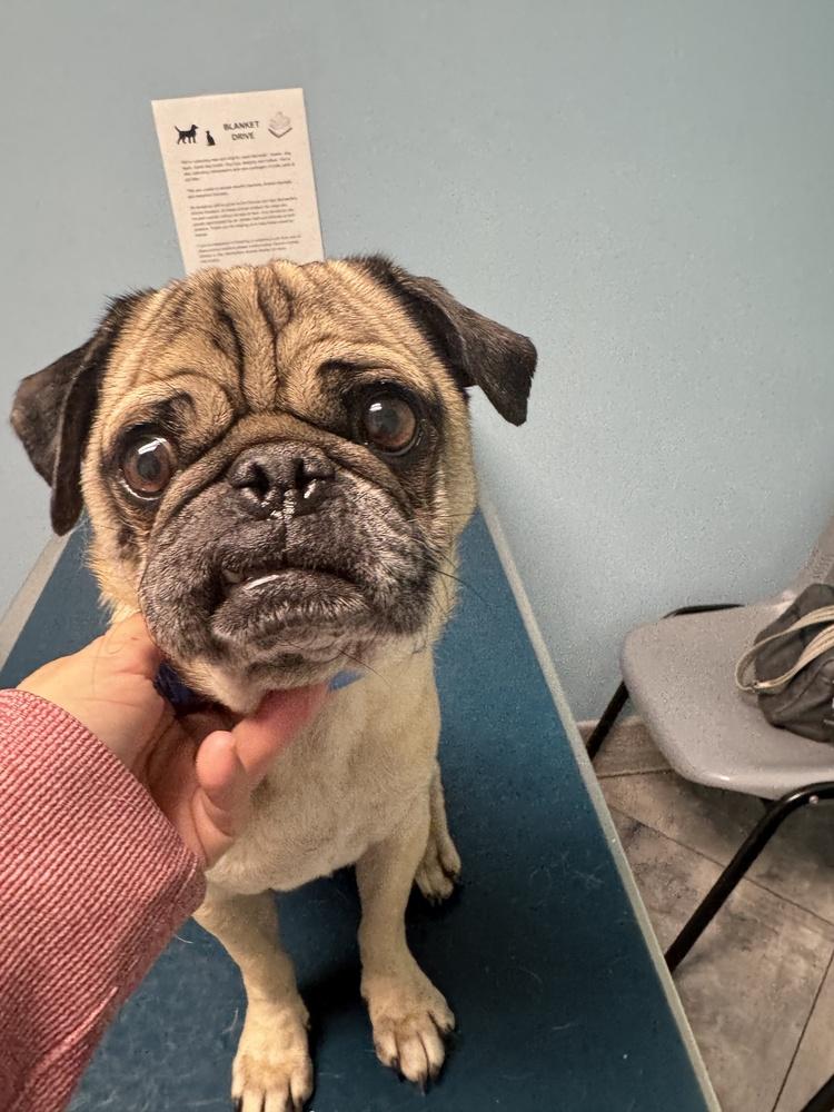 Enlarge LEO, a Adoptable Pug in Beaumont, CA image 2/2