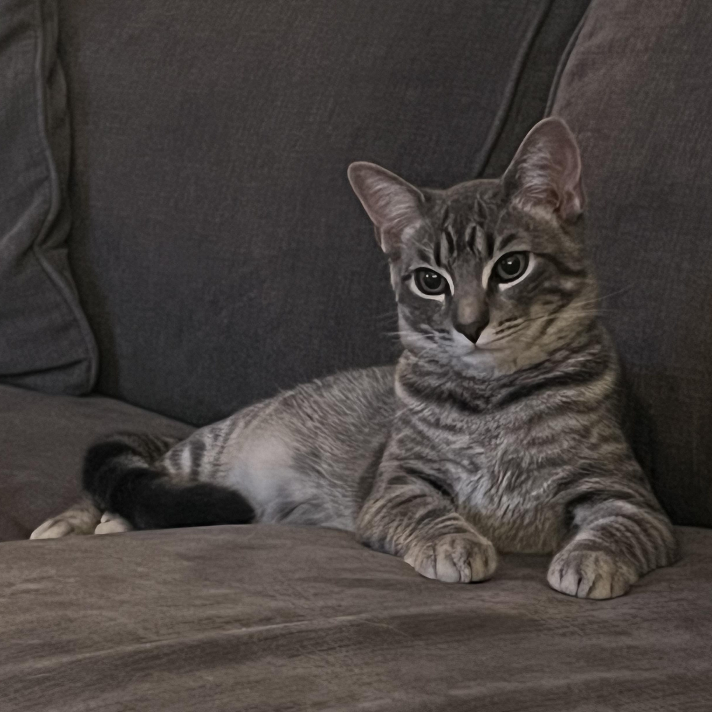 Enlarge Charlotte, a Adoptable mixed breed in Alexandria, VA image 1/6