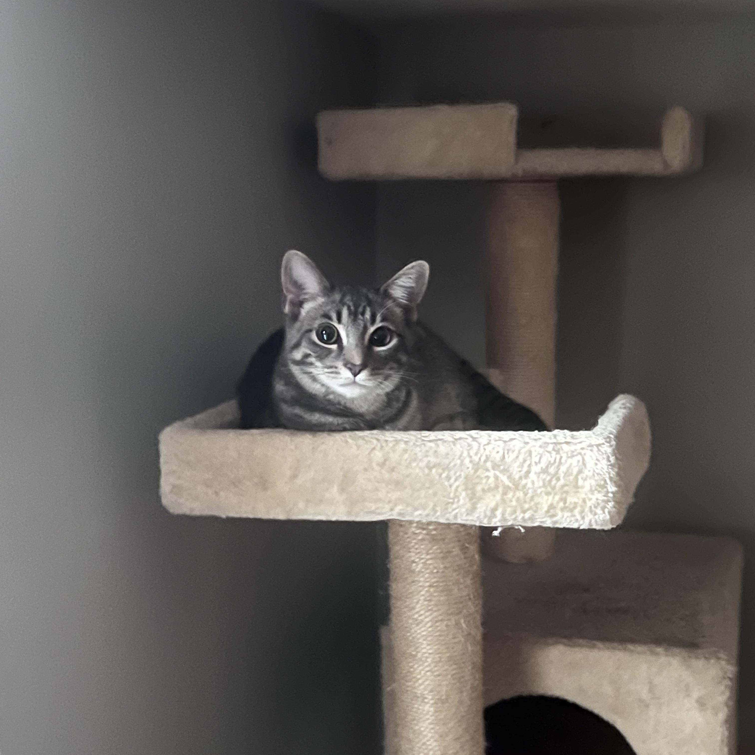 Enlarge Charlotte, a Adoptable mixed breed in Alexandria, VA image 2/6