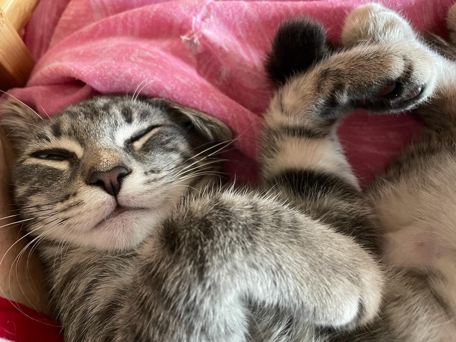 Enlarge Charlotte, a Adoptable mixed breed in Alexandria, VA image 3/6