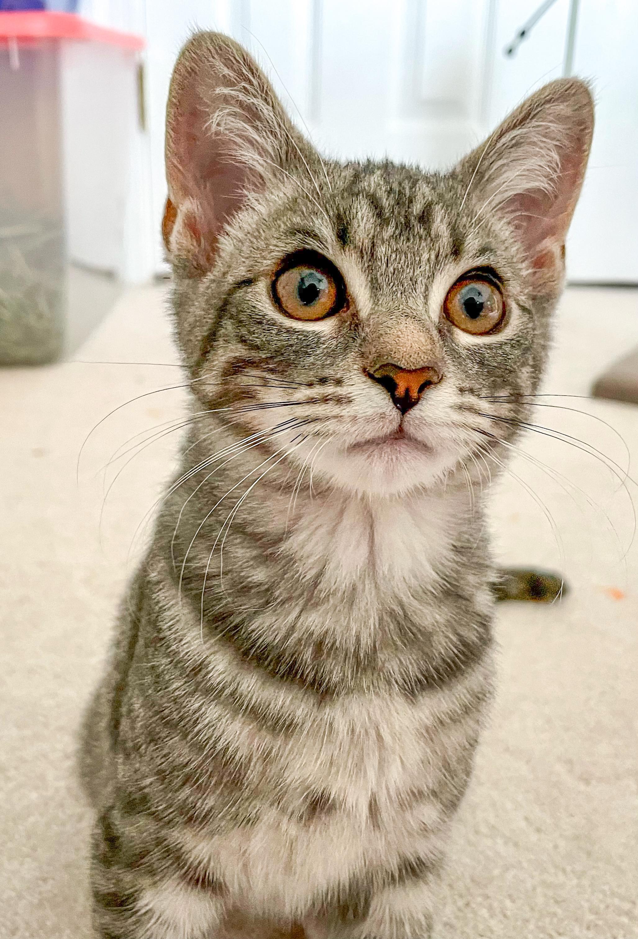 Enlarge Charlotte, a Adoptable mixed breed in Alexandria, VA image 5/6