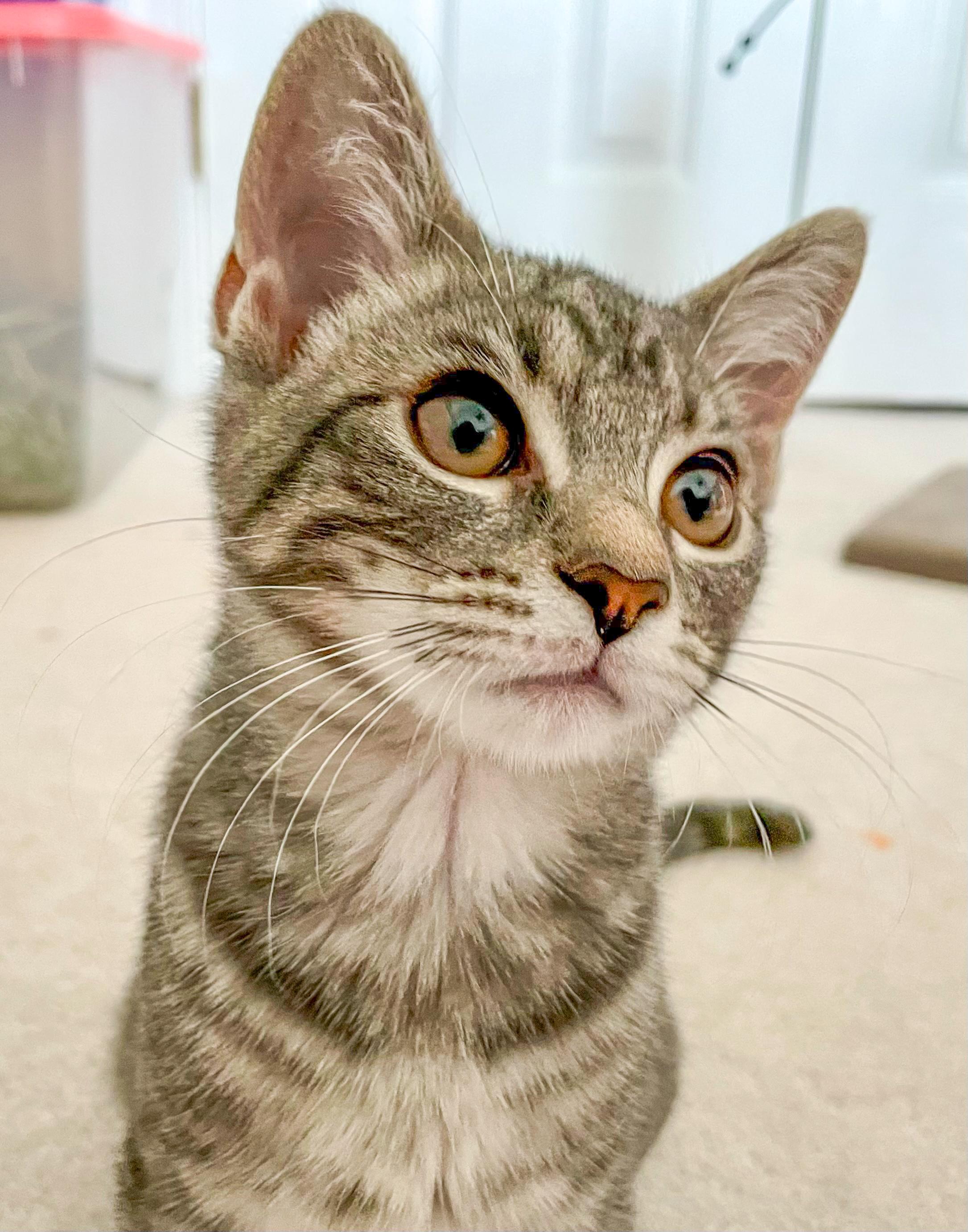 Enlarge Charlotte, a Adoptable mixed breed in Alexandria, VA image 6/6