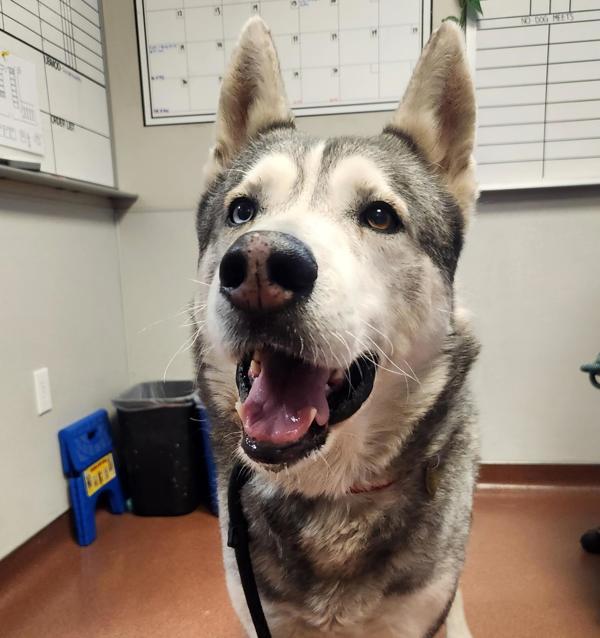 Brutus, Adoptable, Adult Male Siberian Husky.
