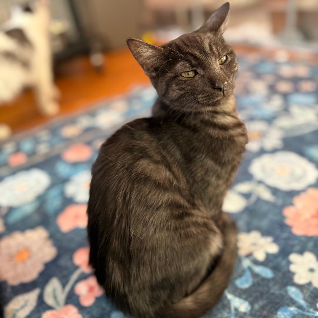 David, Adoptable, Young Male Domestic Short Hair.