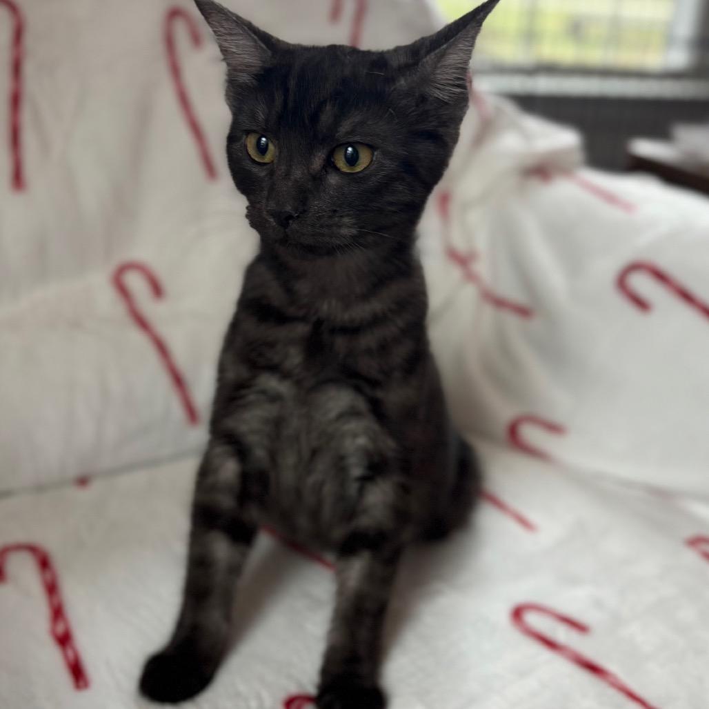 Enlarge David, a Adoptable Domestic Short Hair in Lexington, KY image 2/6