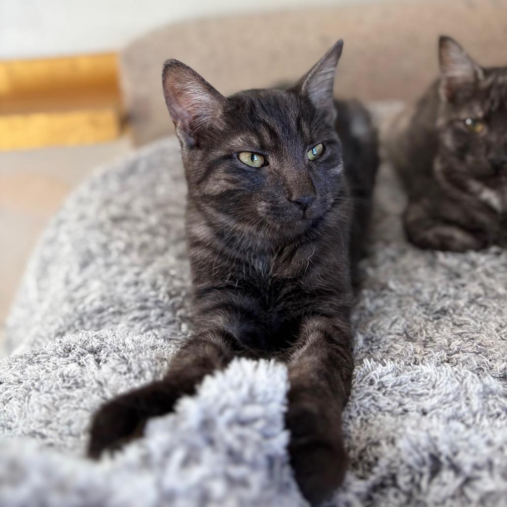 Enlarge David, a Adoptable Domestic Short Hair in Lexington, KY image 3/6