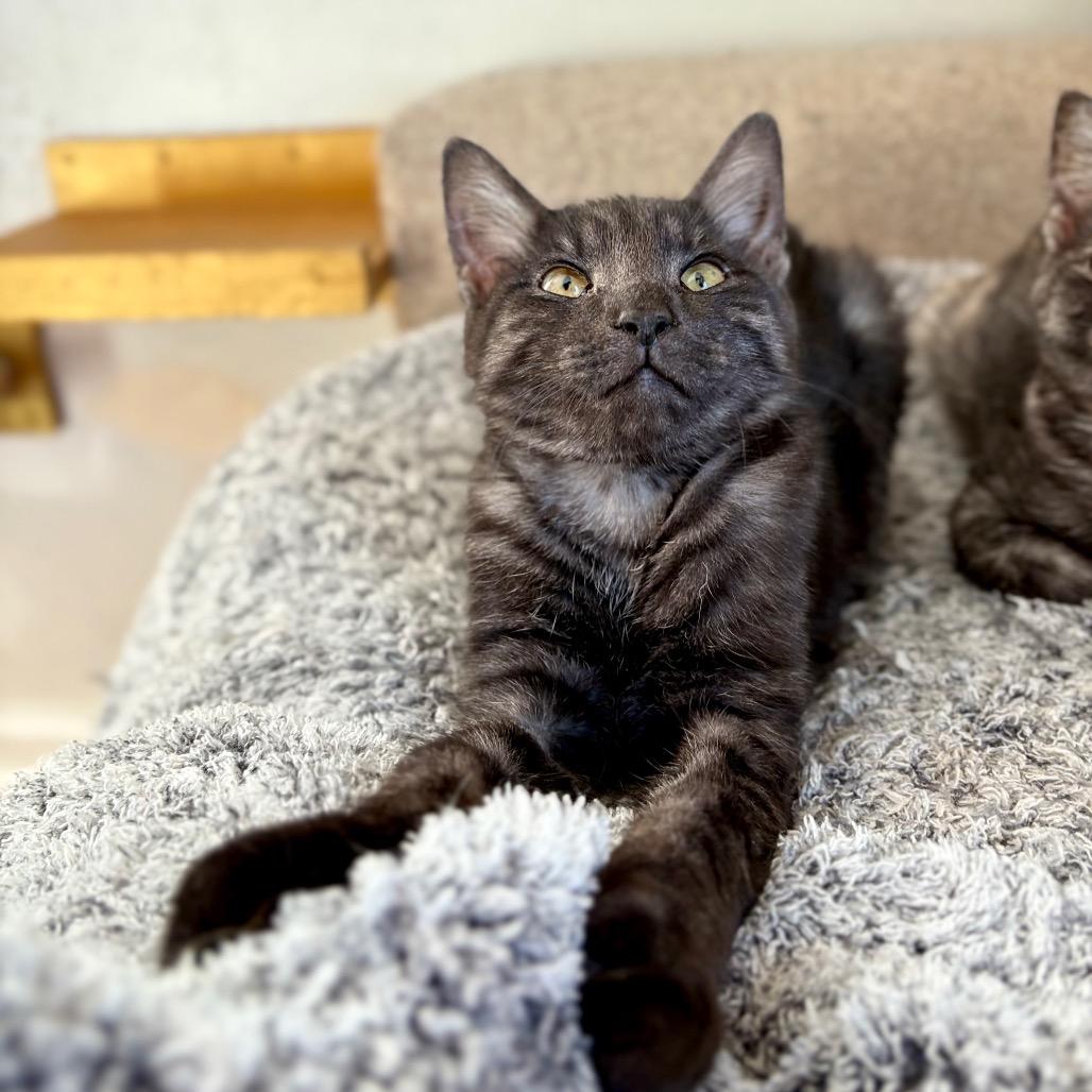 Enlarge David, a Adoptable Domestic Short Hair in Lexington, KY image 4/6