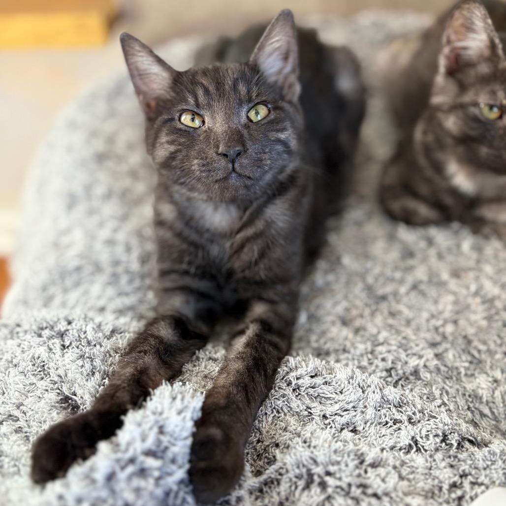 Enlarge David, a Adoptable Domestic Short Hair in Lexington, KY image 5/6