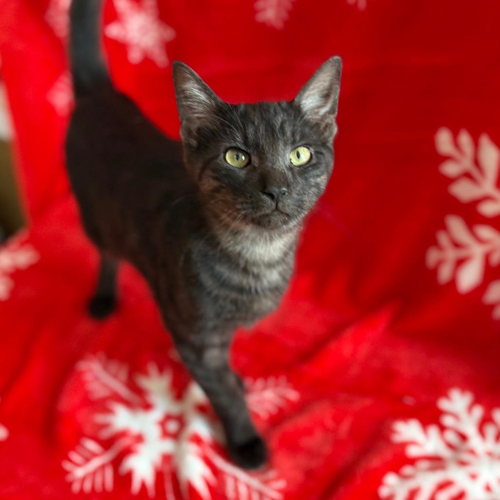 Enlarge David, a Adoptable Domestic Short Hair in Lexington, KY image 6/6