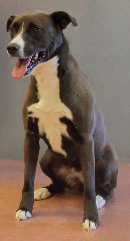 Enlarge Leia Grace, a ADOPTABLE mixed breed in Rapid City, SD image 4/4