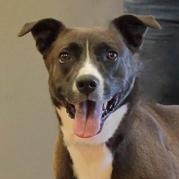 Leia Grace, ADOPTABLE, Adult Female Terrier & Labrador Retriever.