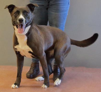 Enlarge Leia Grace, a ADOPTABLE mixed breed in Rapid City, SD image 2/4