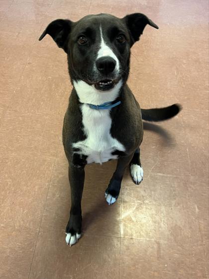 Enlarge Leia Grace, a ADOPTABLE mixed breed in Rapid City, SD image 3/4