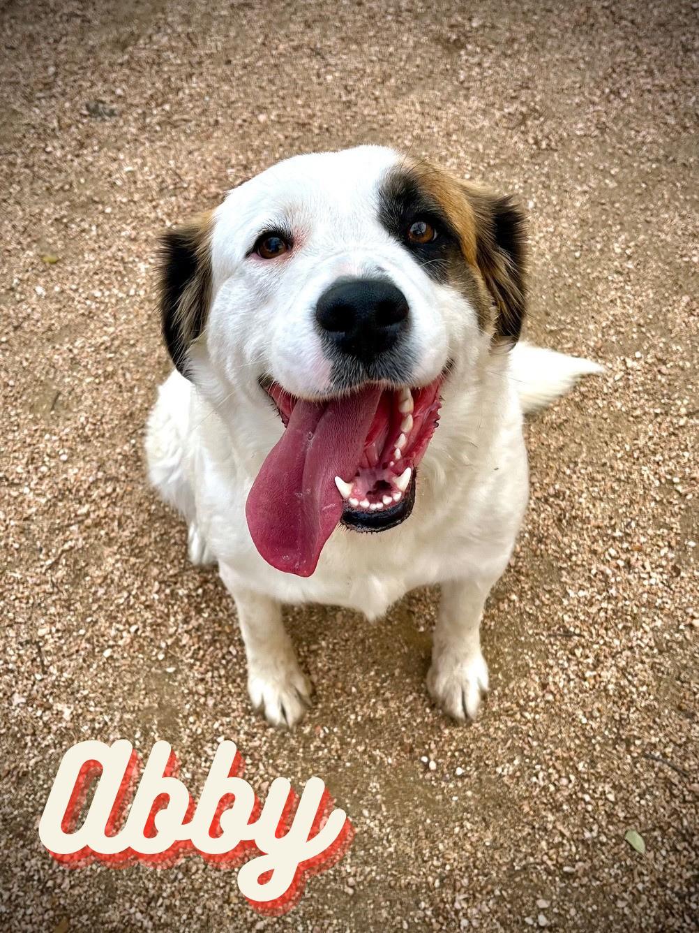 Abby, adopted, Adult Female Labrador Retriever & Great Pyrenees.