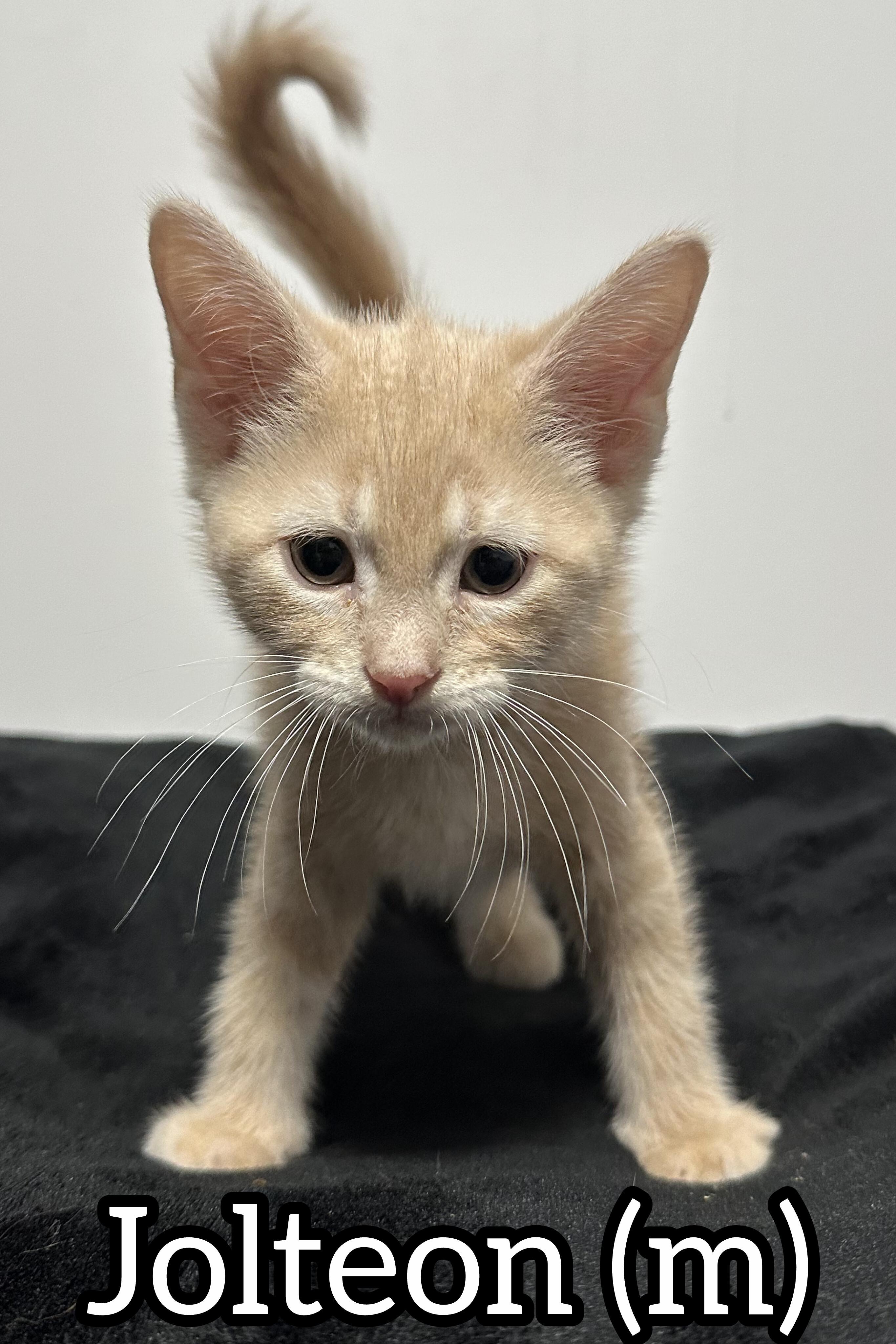 Pre-Adoption: Jolteon, Adoptable, Kitten Male Domestic Short Hair.