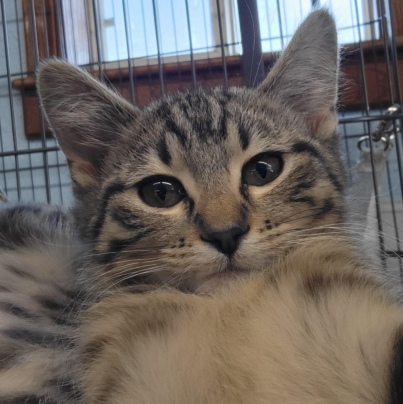 Enlarge Flint, an adopted Domestic Short Hair in Clarinda, IA image 5/5