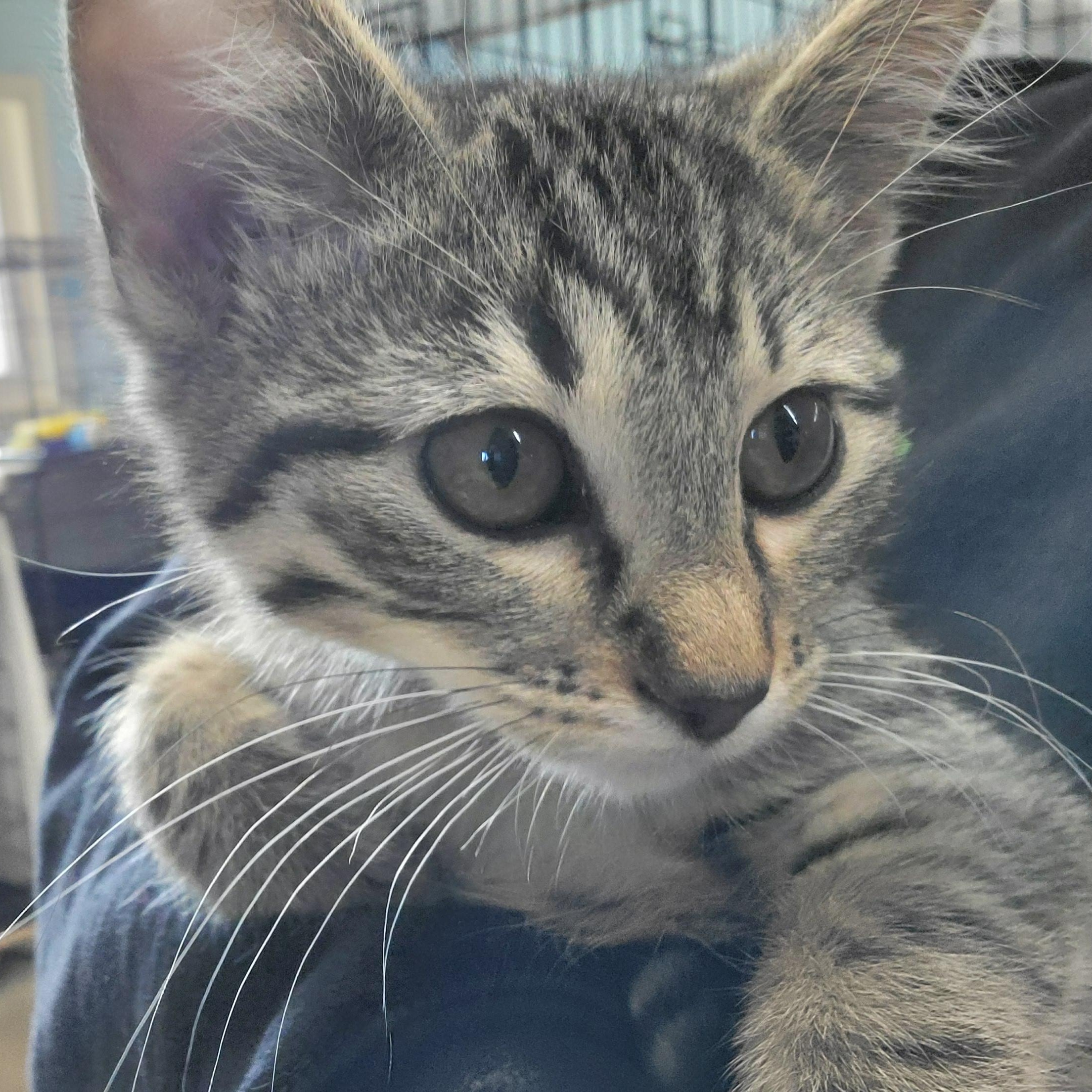 Enlarge Flint, an adopted Domestic Short Hair in Clarinda, IA image 3/5