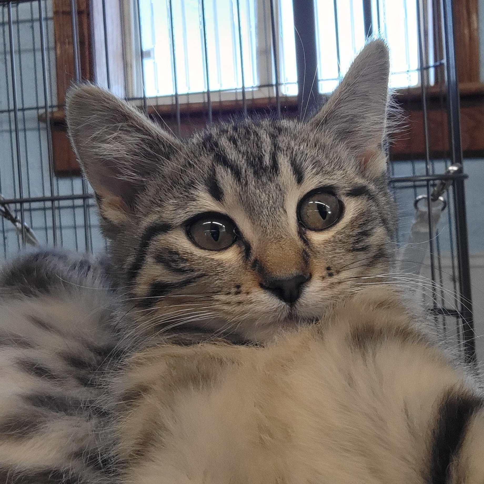 Enlarge Flint, an adopted Domestic Short Hair in Clarinda, IA image 2/5