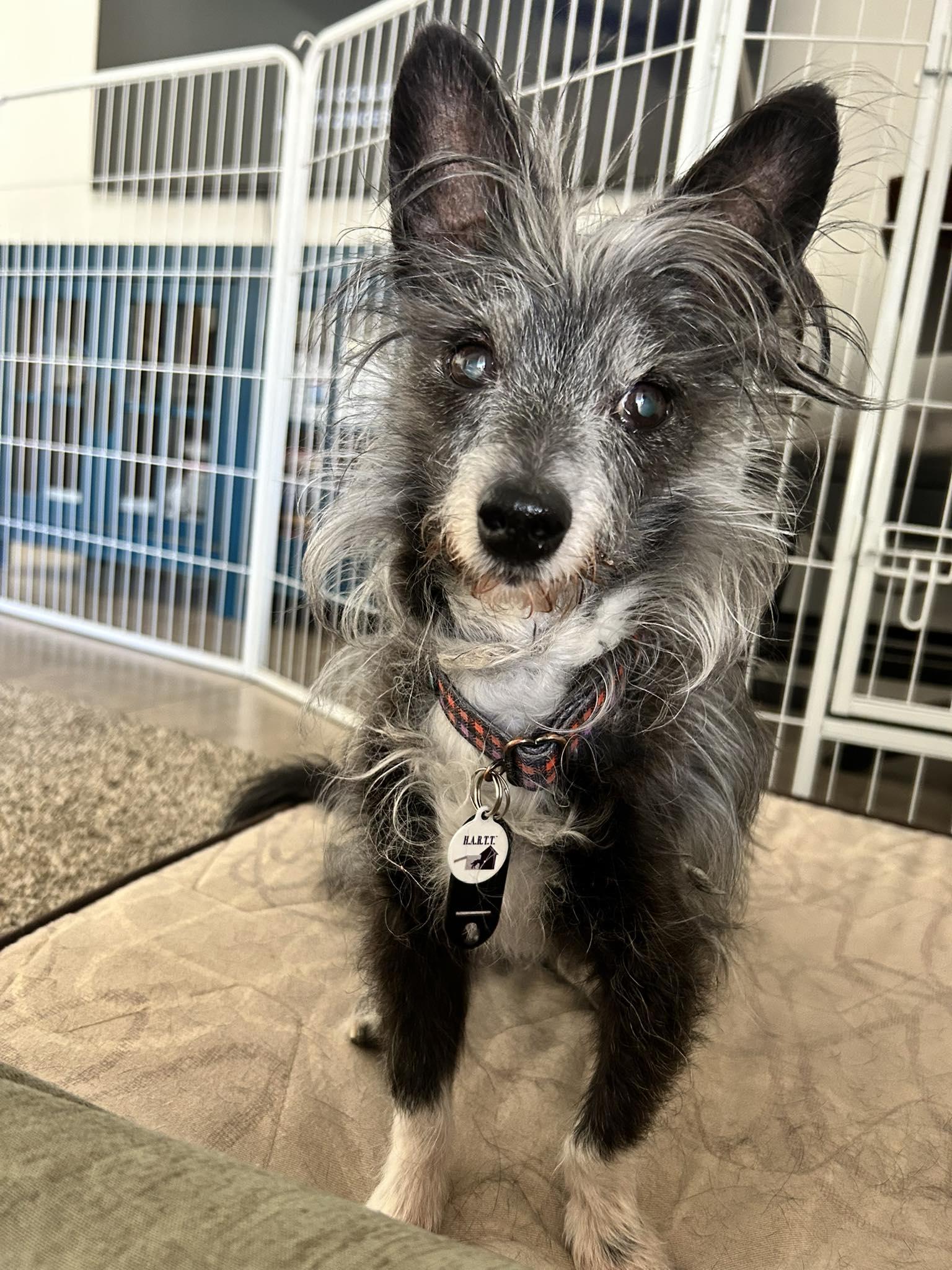 Rutter, ADOPTABLE, Senior Male Miniature Poodle.