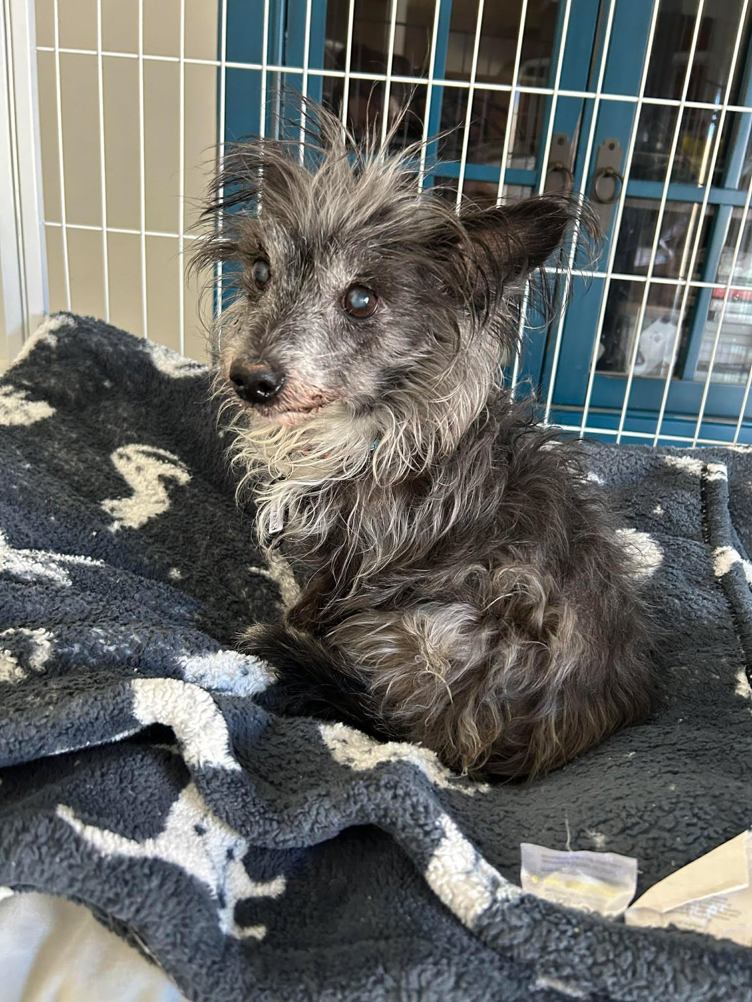 Enlarge Rutter, a ADOPTABLE mixed breed in Phoenix, AZ image 2/6