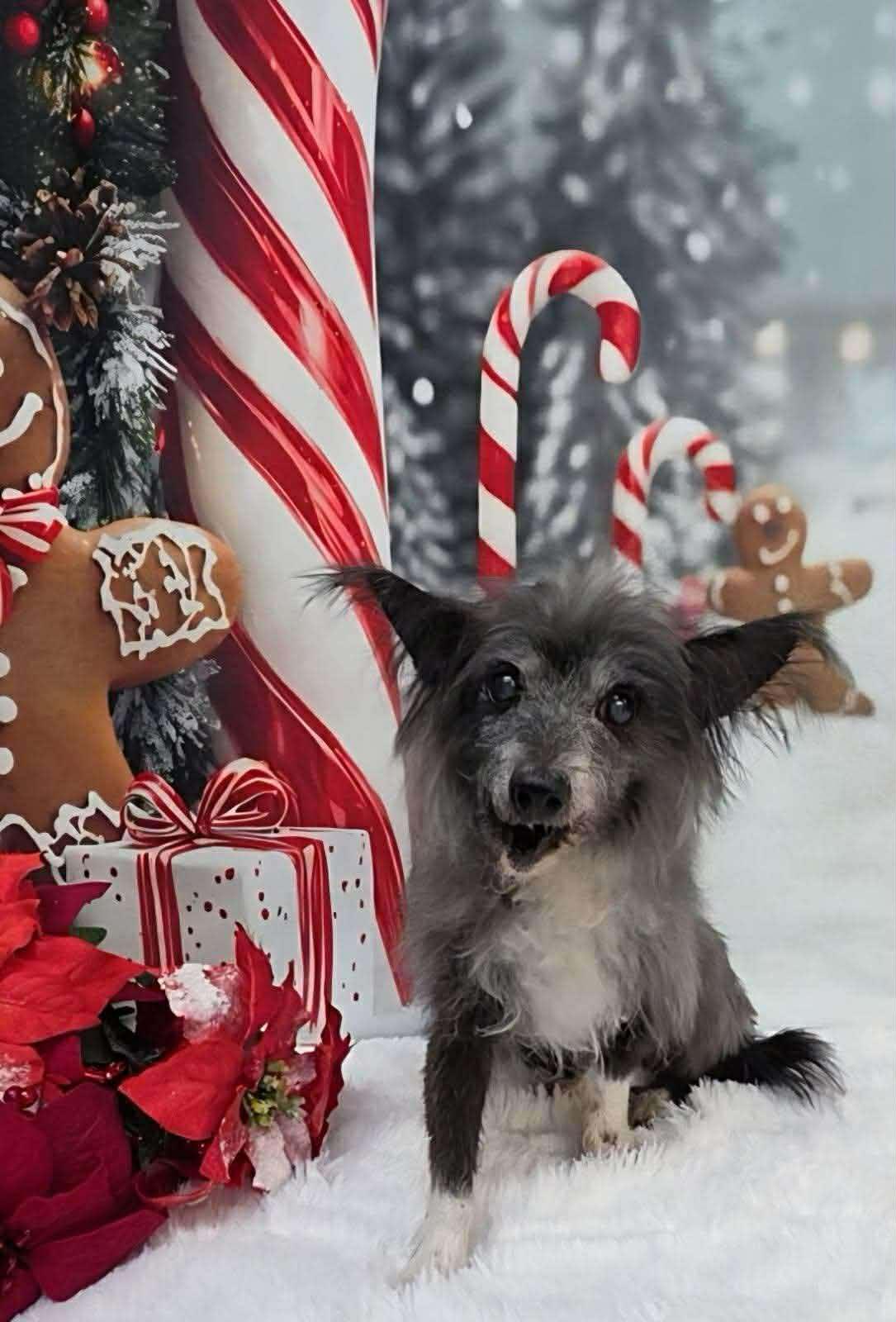 Enlarge Rutter, a ADOPTABLE mixed breed in Phoenix, AZ image 3/6