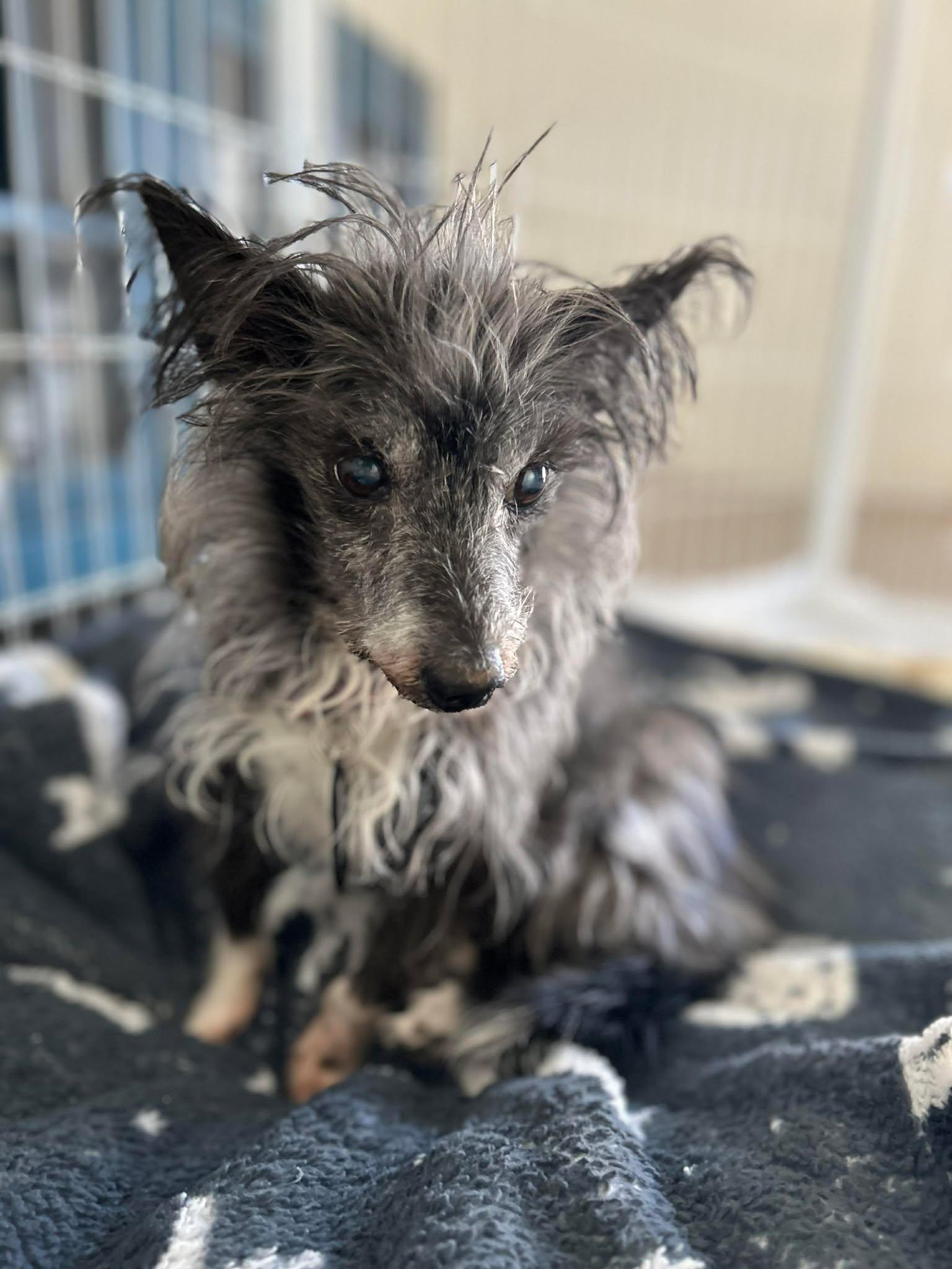 Enlarge Rutter, a ADOPTABLE mixed breed in Phoenix, AZ image 5/6