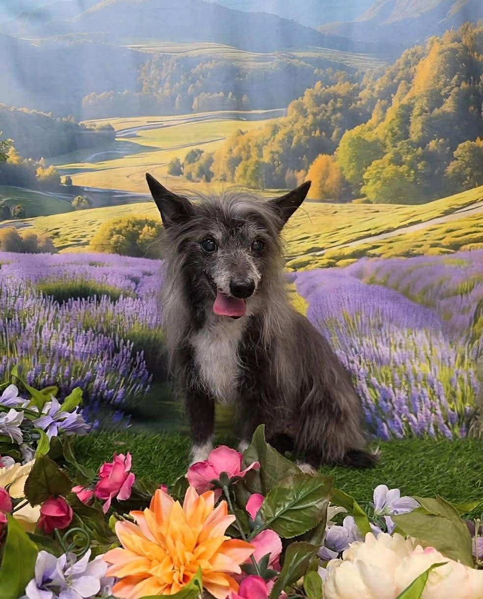 Enlarge Rutter, a ADOPTABLE mixed breed in Phoenix, AZ image 5/6