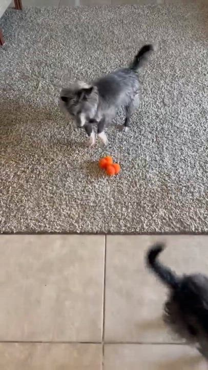 Enlarge Rutter, a ADOPTABLE mixed breed in Phoenix, AZ video 6/6