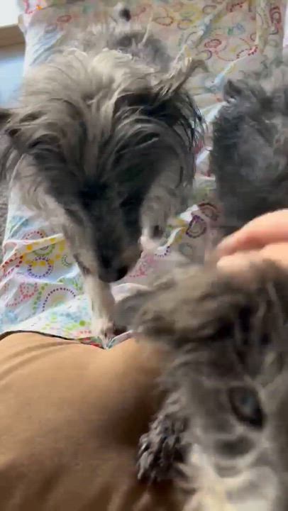 Enlarge Rutter, a ADOPTABLE mixed breed in Phoenix, AZ video 4/6