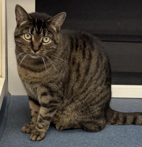 Enlarge Ember, a Adoptable Domestic Short Hair in St. Johnsbury, VT image 2/3
