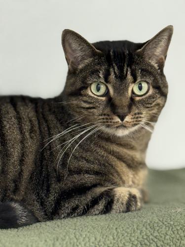 Enlarge Ember, a Adoptable Domestic Short Hair in St. Johnsbury, VT image 3/3