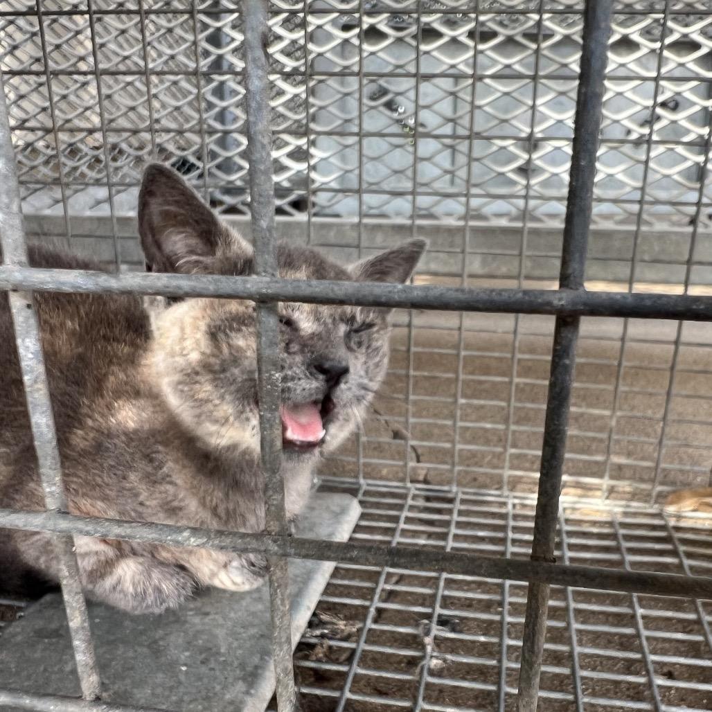 Viola — thumbnail 2