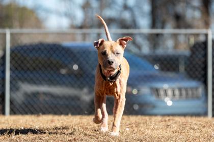 Enlarge Dalton, a Adoptable Mixed Breed in West Chester, PA image 1/3