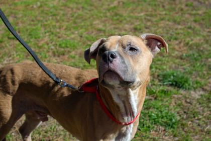 Enlarge Dalton, a Adoptable Mixed Breed in West Chester, PA image 2/3