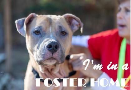 Enlarge Dalton, a Adoptable Mixed Breed in West Chester, PA image 3/3