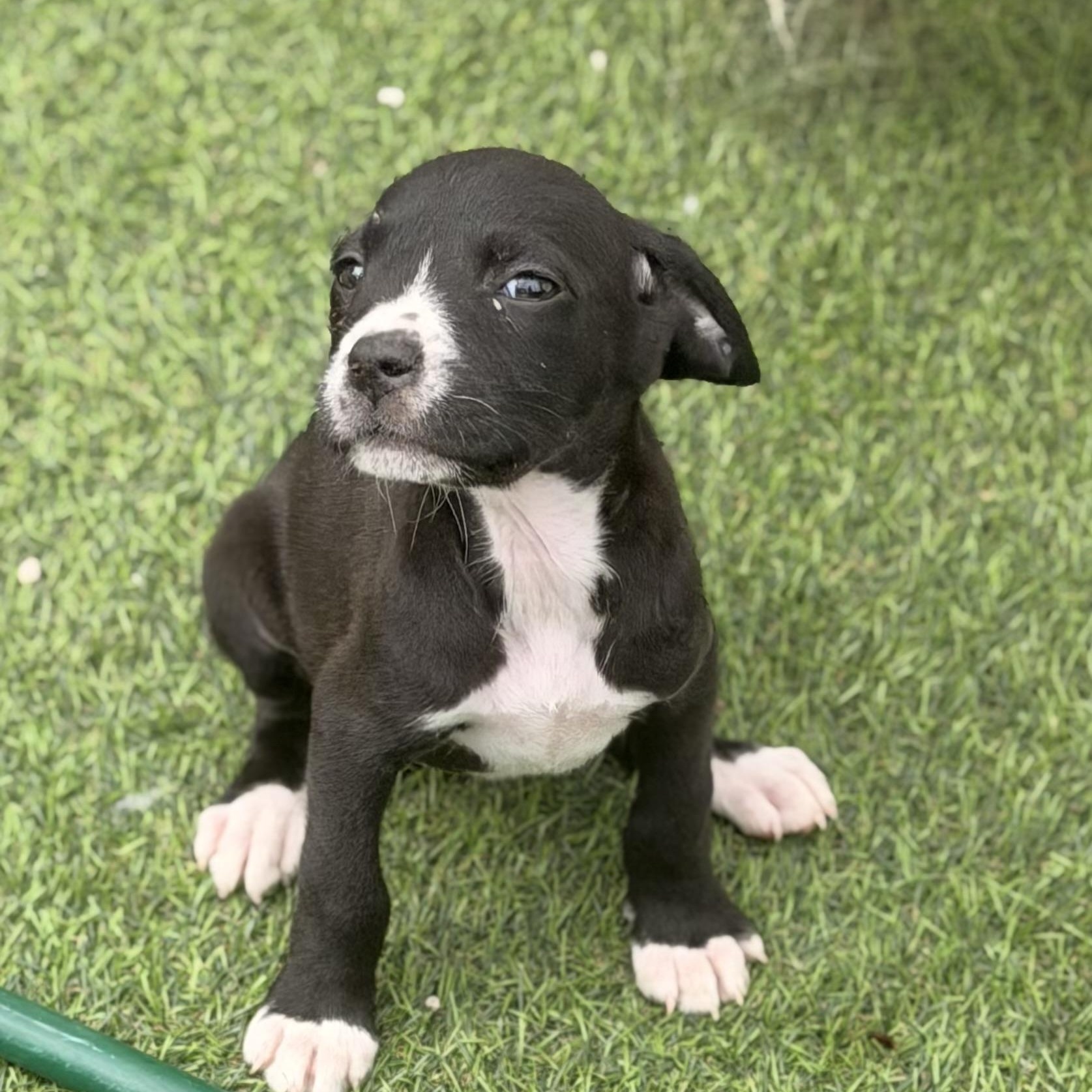 Enlarge Haley, a ADOPTABLE mixed breed in Wilmington, IL image 4/4