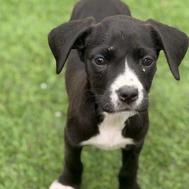 Enlarge Haley, a ADOPTABLE mixed breed in Wilmington, IL image 3/4