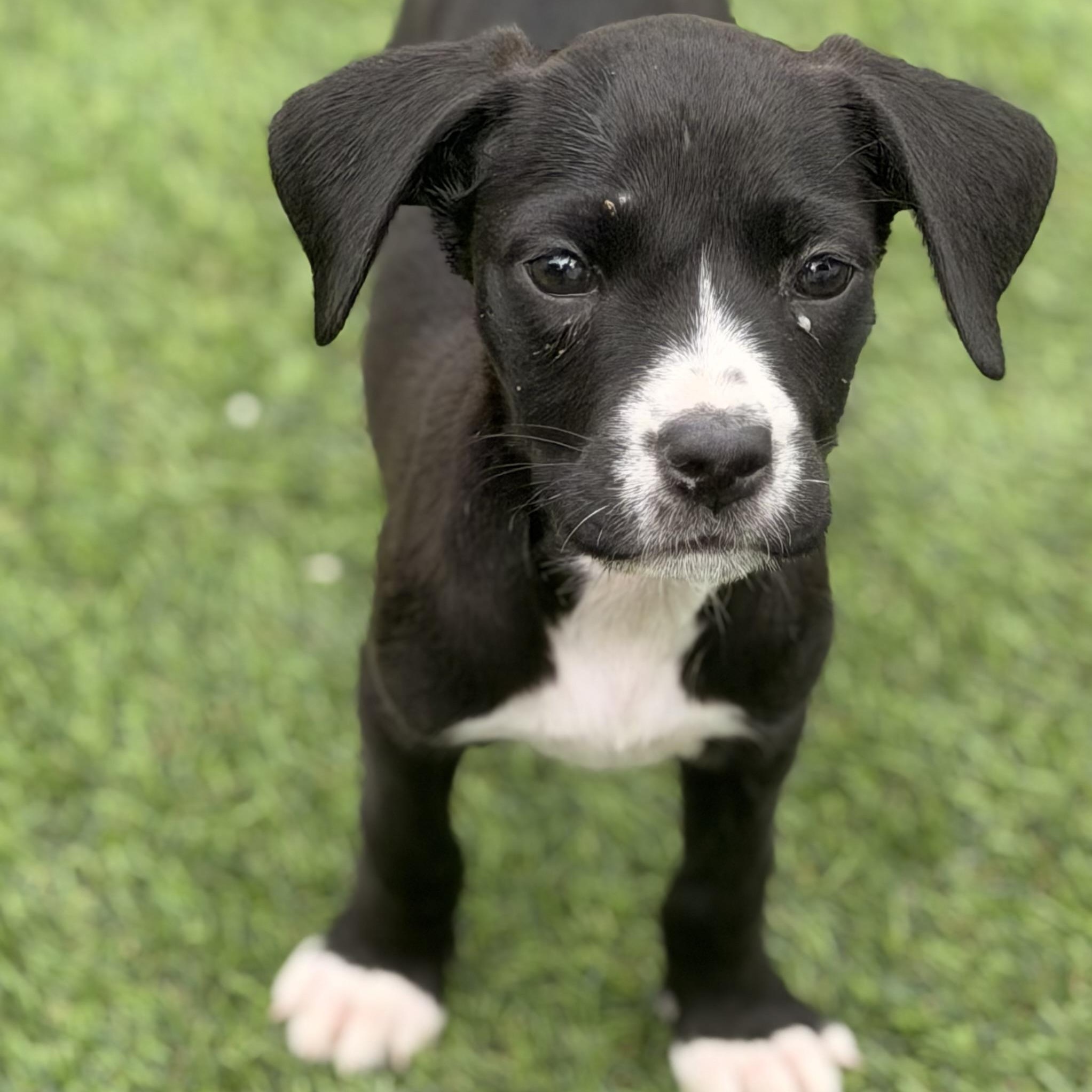 Enlarge Haley, a ADOPTABLE mixed breed in Wilmington, IL image 2/4